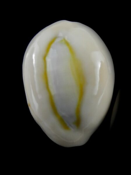 Cypraea annulus obvelata 20,1 mm Gem.-0