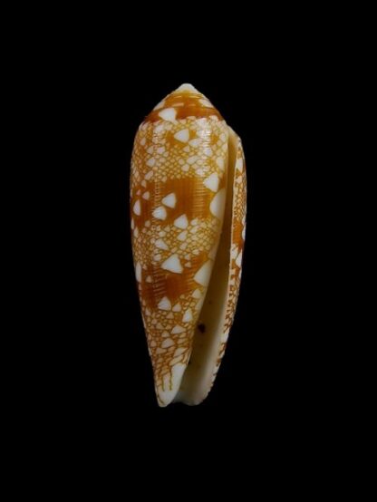 Conus auricomus Gem 35,2 mm-2666