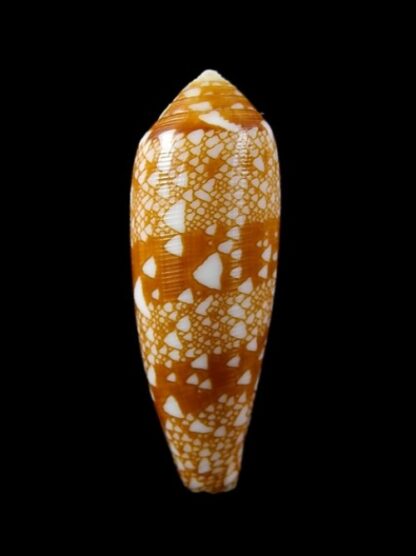 Conus auricomus Gem 35,2 mm-0