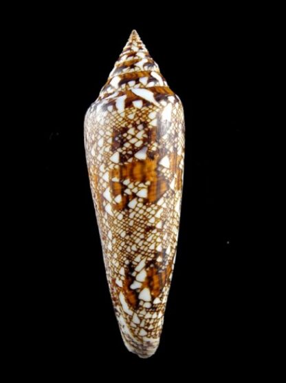 Conus bengalensis Gem 96,2 mm-0