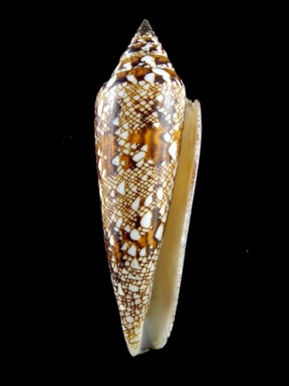 Conus bengalensis Gem 96,2 mm-3038