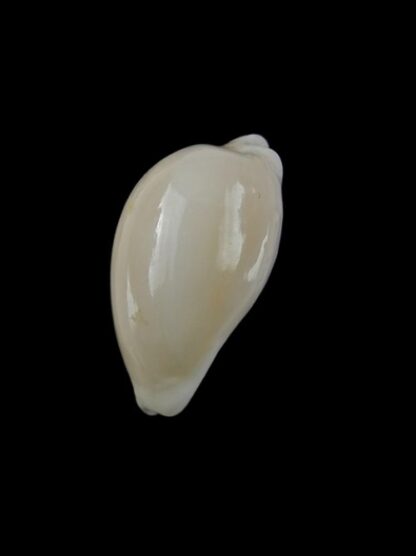 Cypraea comptonii mayi f. casta 20,6 mm Gem-2467