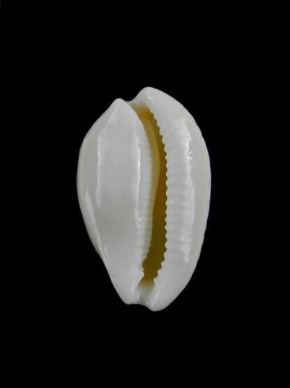 Cypraea comptonii mayi f. casta 20,6 mm Gem-2466