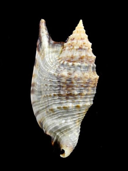 Euprotomus aratrum f. melanostomus 72 mm Gem-0