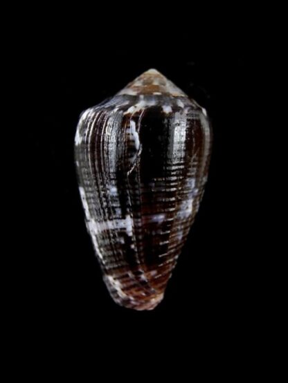 Conus catus f. fuscoolivaceus 33 mm-2904