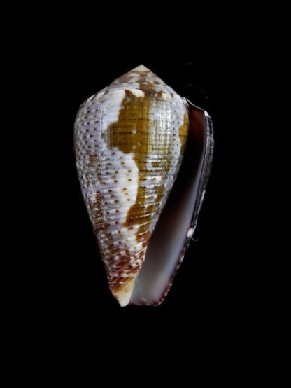Conus catus f. fuscoolivaceus 33 mm-2905