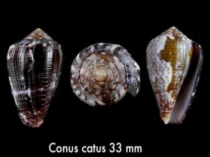 Conus catus f. fuscoolivaceus 33 mm-0