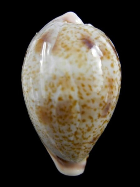 Cypraea hungerfordi coucomi 36,1 mm F+++/ Gem-0
