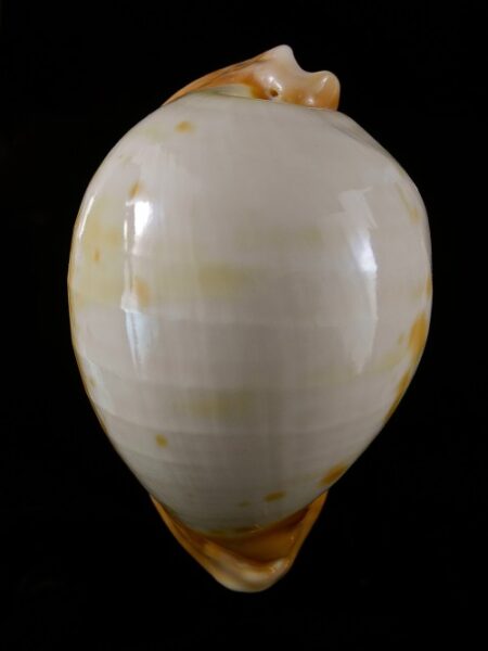 Umbilia armeniaca "Special color" 96,5 mm-0