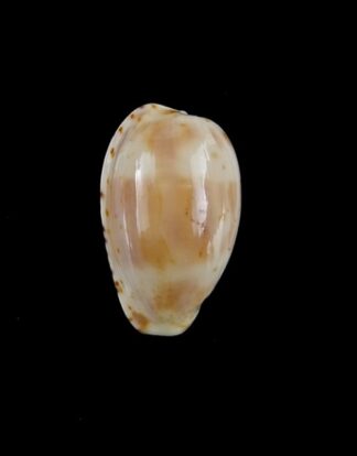 Cypraea piperita bicolor 22,6 mm GEM-0