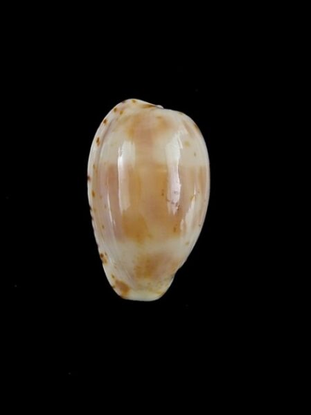 Cypraea piperita bicolor 22,6 mm GEM-0