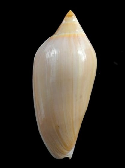 Amoria molleri molleri 78 mm Gem-0