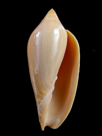 Amoria molleri molleri 78 mm Gem-2869