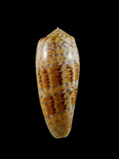 Conus dusaveli Gem 68,8 mm-0