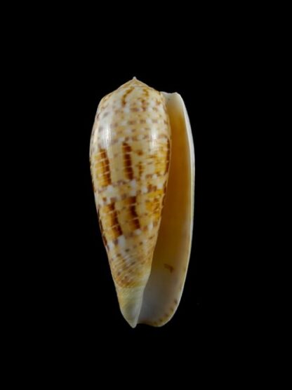 Conus dusaveli Gem 68,8 mm-3041