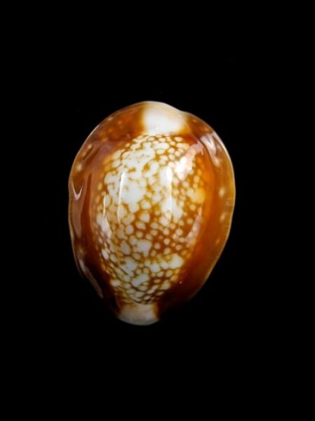 Cypraea caputserpentis nivalis 24,7 mm Gem-0