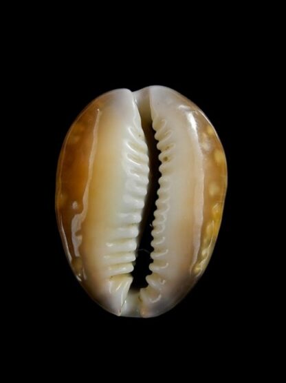 Cypraea caputserpentis nivalis 24,7 mm Gem-2199