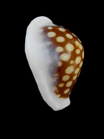 Cypraea exmouthensis magnifica. 30,6 mm F++-2974