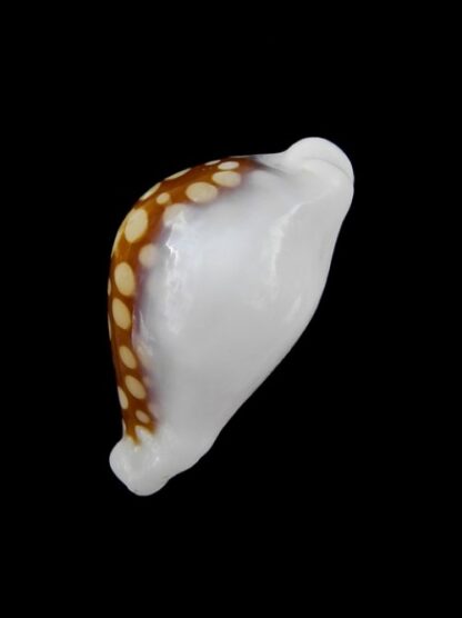 Cypraea exmouthensis magnifica. 30,6 mm F++-2973