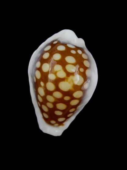 Cypraea exmouthensis magnifica. 30,6 mm F++-0