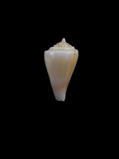 Conus alisi 17,9 mm-0