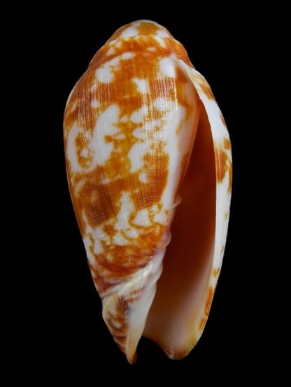 Volutoconus coniformis Gem 76,1 mm-2885