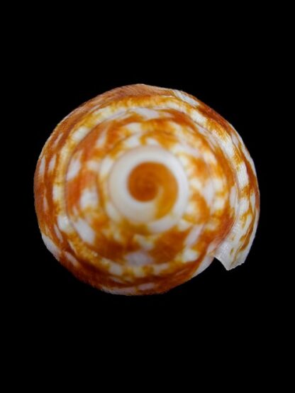 Volutoconus coniformis Gem 76,1 mm-2886