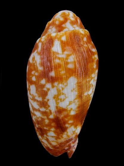 Volutoconus coniformis Gem 76,1 mm-2884