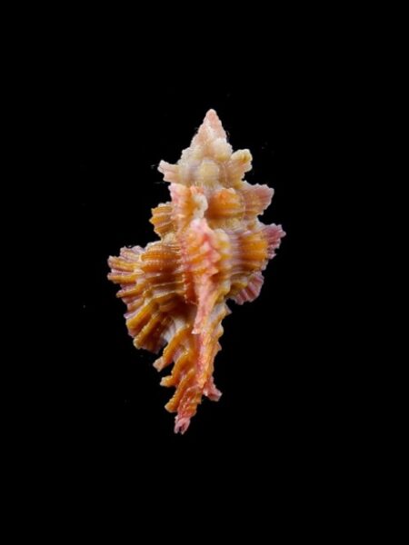 Murex Chicoreus (Chicopinnatus) laqueatus Gem 30,8 mm-0