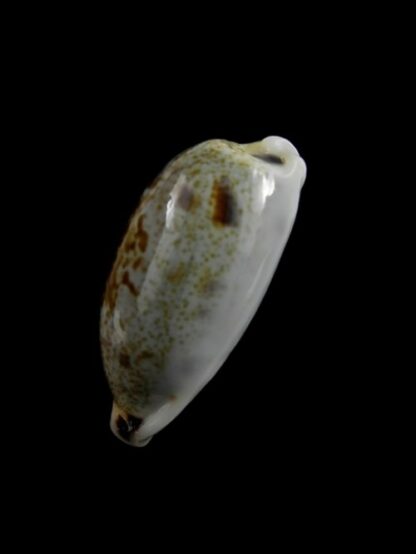Cypraea cylindrica f. sowerbeyana 31,5 mm Gem-2059