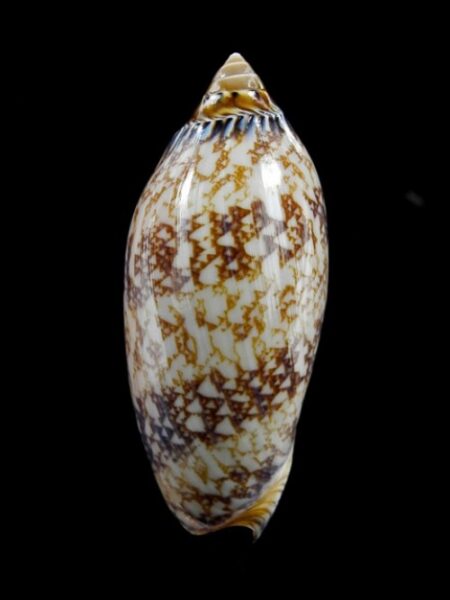 Amoria damonii 68,8 mm Gem-0