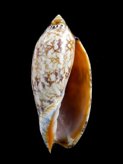 Amoria damonii 68,8 mm Gem-2406