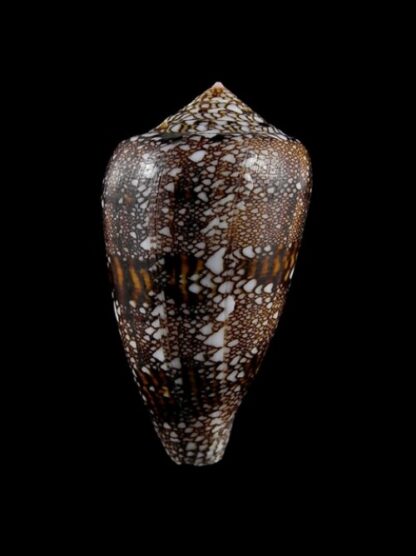 Conus textile f. textilinus 52,1 mm-0