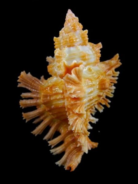 Chicoreus torrefactus F. rubiginosus 84,2 mm-0