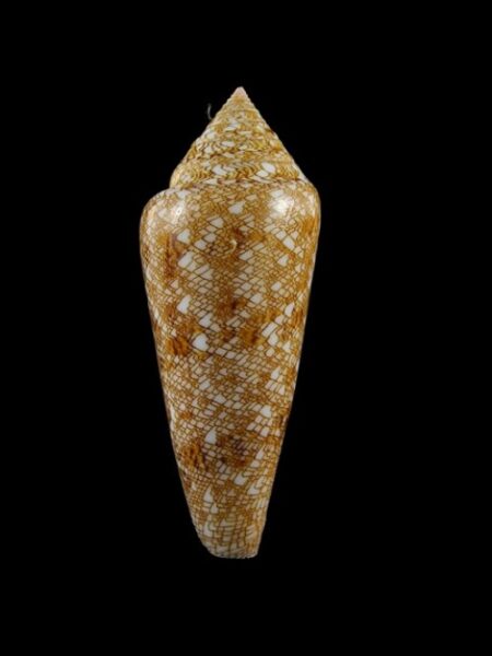 Conus gloriamaris Gem 70 mm-0