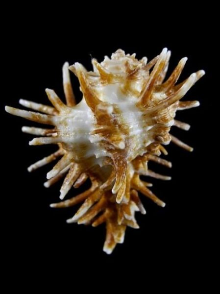 Homolocantha oxycantha 55 mm Gem-0
