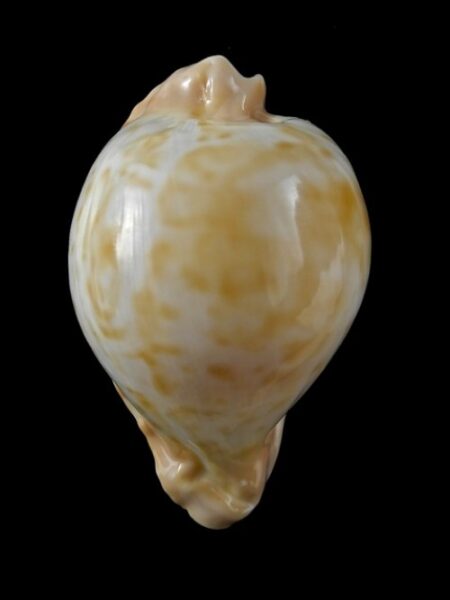 Umbilia capricornica " small size" 63 mm Gem-0