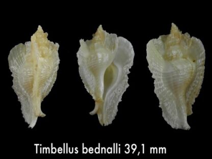 Timbellus bednalli 39,1 mm F+++-0