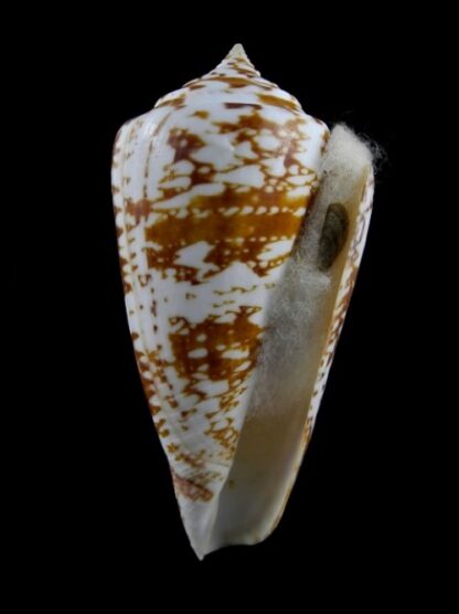 Conus amadis castaneofasciata Gem 80,4 mm-3029