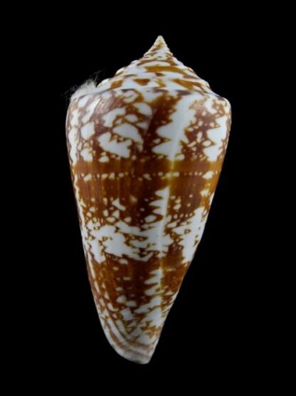Conus amadis castaneofasciata Gem 80,4 mm-0