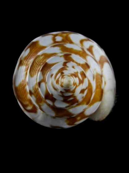 Conus amadis castaneofasciata Gem 80,4 mm-3030
