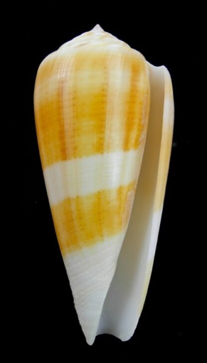 Conus consor f. turschii Gem 81,2 mm-2672