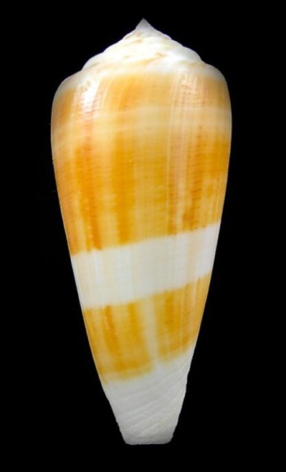 Conus consor f. turschii Gem 81,2 mm-0