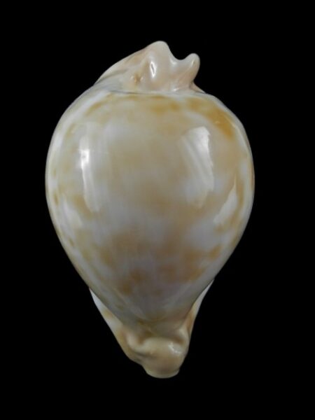 Umbilia capricornica 71,9 mm Gem.-0