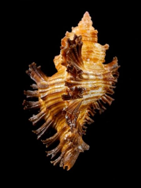 Chicoreus torrefactus F. rubiginosus 81,1 mm-0