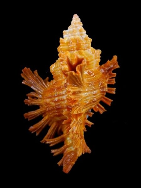 Chicoreus torrefactus F. rubiginosus 74,6 mm-0