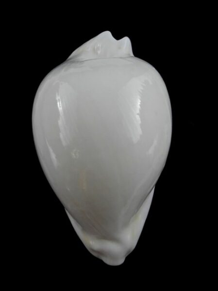Umbilia hesitata howelli 84 mm Gem-0