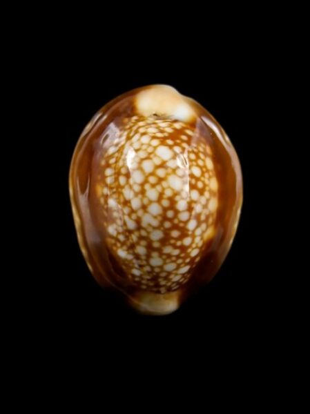 Cypraea caputserpentis f. dorsoalbida 28,2 mm Gem-0