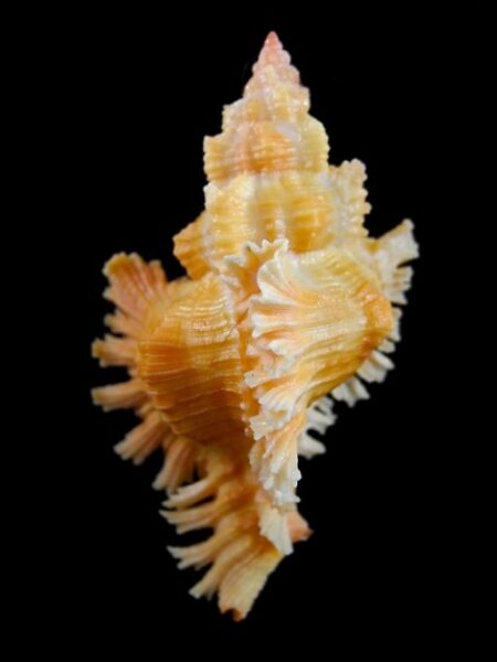 Chicoreus torrefactus F. rubiginosus 80,3 mm-0
