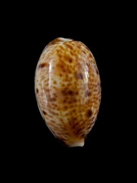 Cypraea lynx " Dwarf " 29,6 mm Gem-0